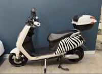 Zebra Scooter (3 of 3) - 2